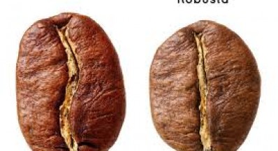 3 nguyên tác chọn cà phê đúng cho kinh doanh quán cà phê